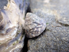 Bembicium auratum