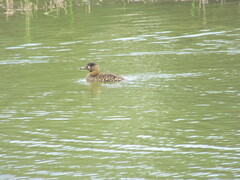 Thalassornis leuconotus