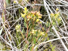 Penaea acutifolia
