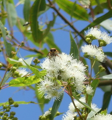 Eristalinus punctulatus