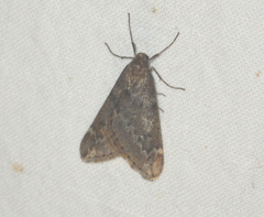 Alsophila aescularia