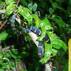 Boiga melanota