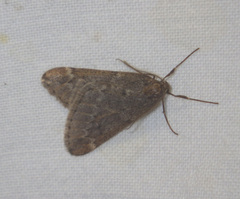 Alsophila aescularia