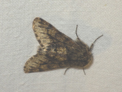 Apocheima hispidaria