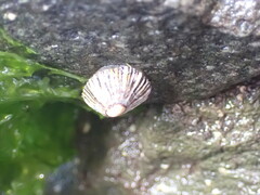 Siphonaria funiculata