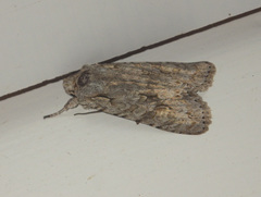 Lithophane ornitopus