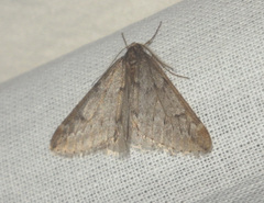 Alsophila aescularia