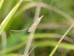 Hednota pleniferellus