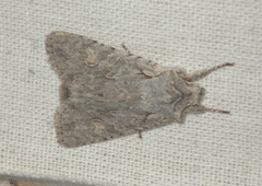 Lithophane ornitopus