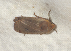 Conistra erythrocephala