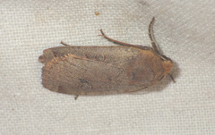 Conistra erythrocephala