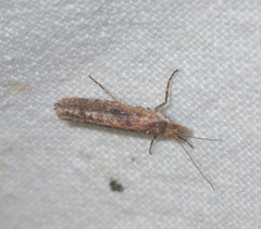 Ypsolopha ustella