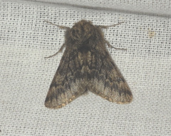 Apocheima hispidaria