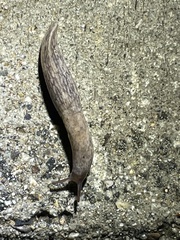 Deroceras reticulatum