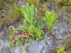 Protea speciosa