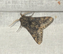 Apocheima hispidaria