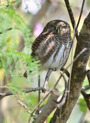 Glaucidium cuculoides