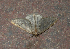 Alsophila aescularia