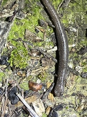 Batrachoseps major major