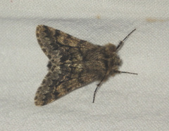 Apocheima hispidaria