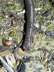 Batrachoseps major major