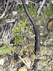 Batrachoseps major major