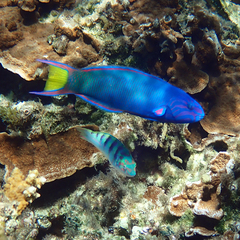 Thalassoma lunare