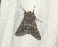 Apocheima hispidaria