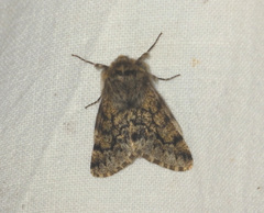 Apocheima hispidaria