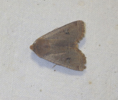 Conistra erythrocephala