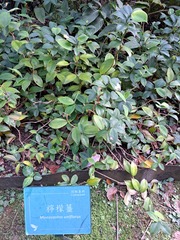 Monocostus uniflorus