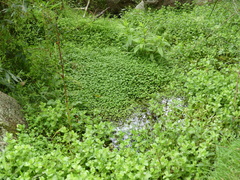 Hydrocotyle tripartita