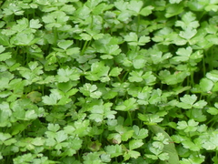 Hydrocotyle tripartita