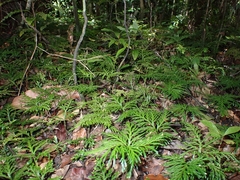 Selaginella hordeiformis
