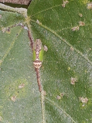 Ponana