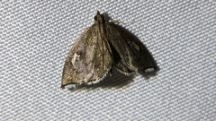 Perispasta caeculalis
