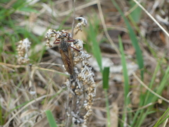 Colepia rufiventris