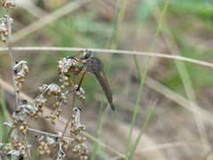 Colepia rufiventris