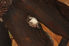 Taphozous mauritianus