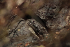 Sceloporus torquatus