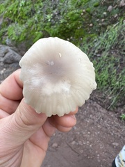 Marasmius albogriseus