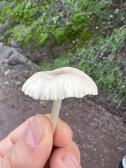 Marasmius albogriseus