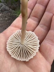 Marasmius albogriseus