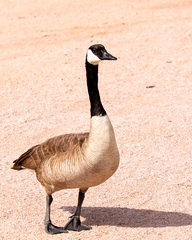 Branta canadensis