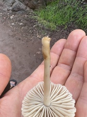 Marasmius albogriseus