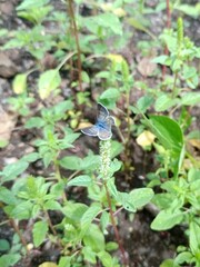 Echinargus isola
