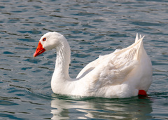 Anser anser domesticus