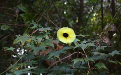 Hibiscus hispidissimus