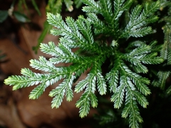 Selaginella hordeiformis