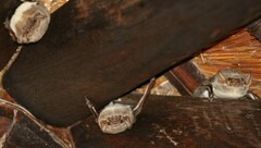 Taphozous mauritianus